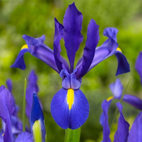 Denim blue magic super flower